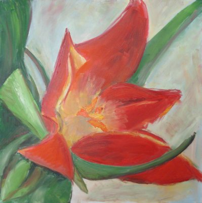 Tulipán